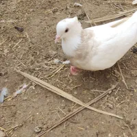 کبوتر طوقی|پرنده|مهر, |دیوار