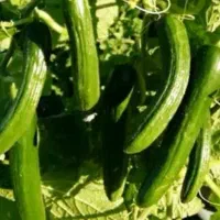 خیار شوری