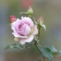 تخم مرغ گرفتن جهت چشم زخم