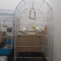 عروس هلندی نروماده  ۳ جفت