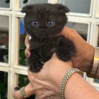 پیشی پیشی های ناز|گربه|گرگان, |دیوار