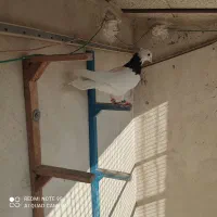 کفتر