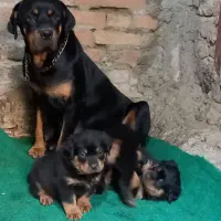 روت وایلر و دوبرمن چند قلاده توله دوماهه