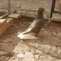 کفتر سرکه ای دم سفید مغلف