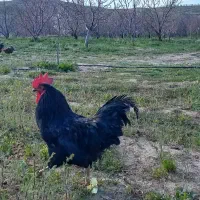 خروس محلی ۱۰ ماهه مشکی