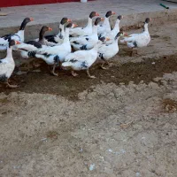 چند عدد غاز سالم و سرحال برای کشتار