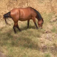 اسب|اسب و تجهیزات اسب‌سواری|برازجان, |دیوار