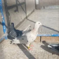 هفت رنگ زرد|پرنده|سبزوار, قصبه شرقی|دیوار