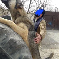 واگذاری سگ پژدر نر|سگ|محمدیه-قزوین, |دیوار