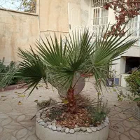 درخت پالم واشنگتنیا چهار ساله
