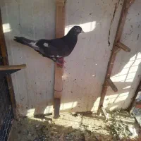 کبوتر گرفتنی|پرنده|شیراز, تاچارا|دیوار