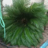 سیکاس بزرگ