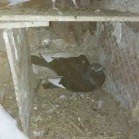 کبوتر|پرنده|طبس, |دیوار