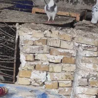 کبورت دورگ|پرنده|کارون, |دیوار