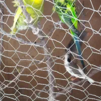 مرغ عشق  وفنچ