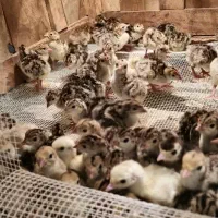 جوجه بوقلمون یک روزه