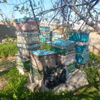 فروش زنبور عسل