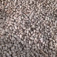 لوبیا چیتی|عمده‌فروشی|معمولان, |دیوار