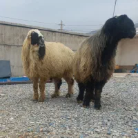 قوچ ترکی|حیوانات مزرعه|سیدان, |دیوار