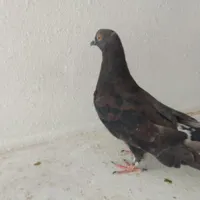 دوتا جوجه ویک نر با هم ۳۰۰