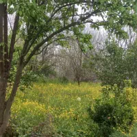 زمین-500-متری-در-شمال-استان-گیلان