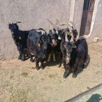 ۵راس چبش نر تخمی|حیوانات مزرعه|مرودشت, تخت جمشید|دیوار