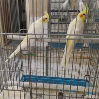 سالن پرنده|پرنده|آران و بیدگل, |دیوار