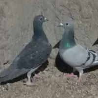 زاغ دم سفید سبز مگس|پرنده|زاهدان, |دیوار