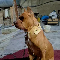 پیتبول وارداتی