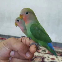 جفت طوطی برزیلی