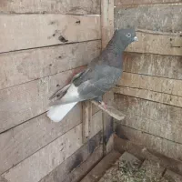 قهوه‌ای دم سفید ماده