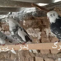 کفتر تهرانی کشیده سرور|پرنده|قم, سرحوض|دیوار