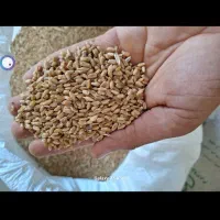 گندم رقم داریون کاملا بوجاری شده
