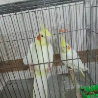 جفت عروس هلندی