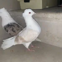 کفتر|پرنده|دورود, |دیوار
