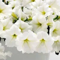 آموزش زبان انگلیسی (مقدماتی - پیشرفته)