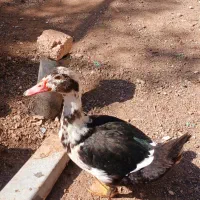 اردک اسراییلی