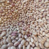 لوبیا چیتی خمین