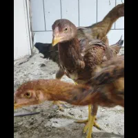 مرغ وخروس لاری|حیوانات مزرعه|گناباد, |دیوار