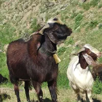 بزن نر س ساله|حیوانات مزرعه|طارم, |دیوار