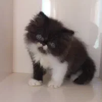 بچه گربه پرشین|گربه|ساری, |دیوار