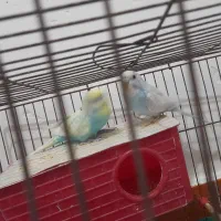 دوجفت مرغ عشق ساده و پشت پروانه ای