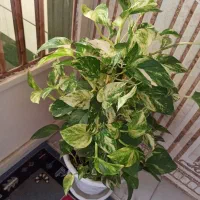 گل پتوس ارتشی و پتوس ابلق زعفرانی|گل و گیاه طبیعی|بندر ماهشهر, |دیوار