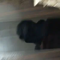 گوشی ردمی نوت 12|موبایل|کرمان, |دیوار