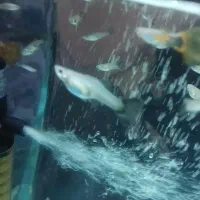 ماهی گوپی عمده