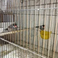 فنچ نرگسی اورنج بنگالی و معمولی|پرنده|شاهرود, |دیوار