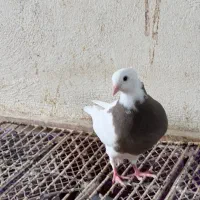 چند عدد جوجه طوقی خوب اجری و سرکه ای|پرنده|خورموج, |دیوار