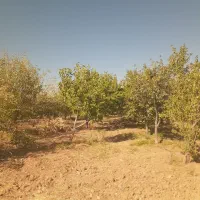 فروش زمین کشاورزی وباغ|فروش زمین و ملک کلنگی|زنده رود, |دیوار