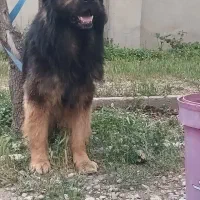 ژرمن شیب دار نرو ماده باتوله|سگ|کرج, شهرک رازی (حصارک)|دیوار