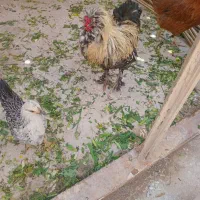 خروس و مرغ تخم گذار